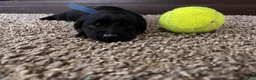 Mixed Breed dogs for sale: Oswald - Ad 3