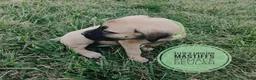 English Mastiff dogs for sale: Beulah  - Ad 5