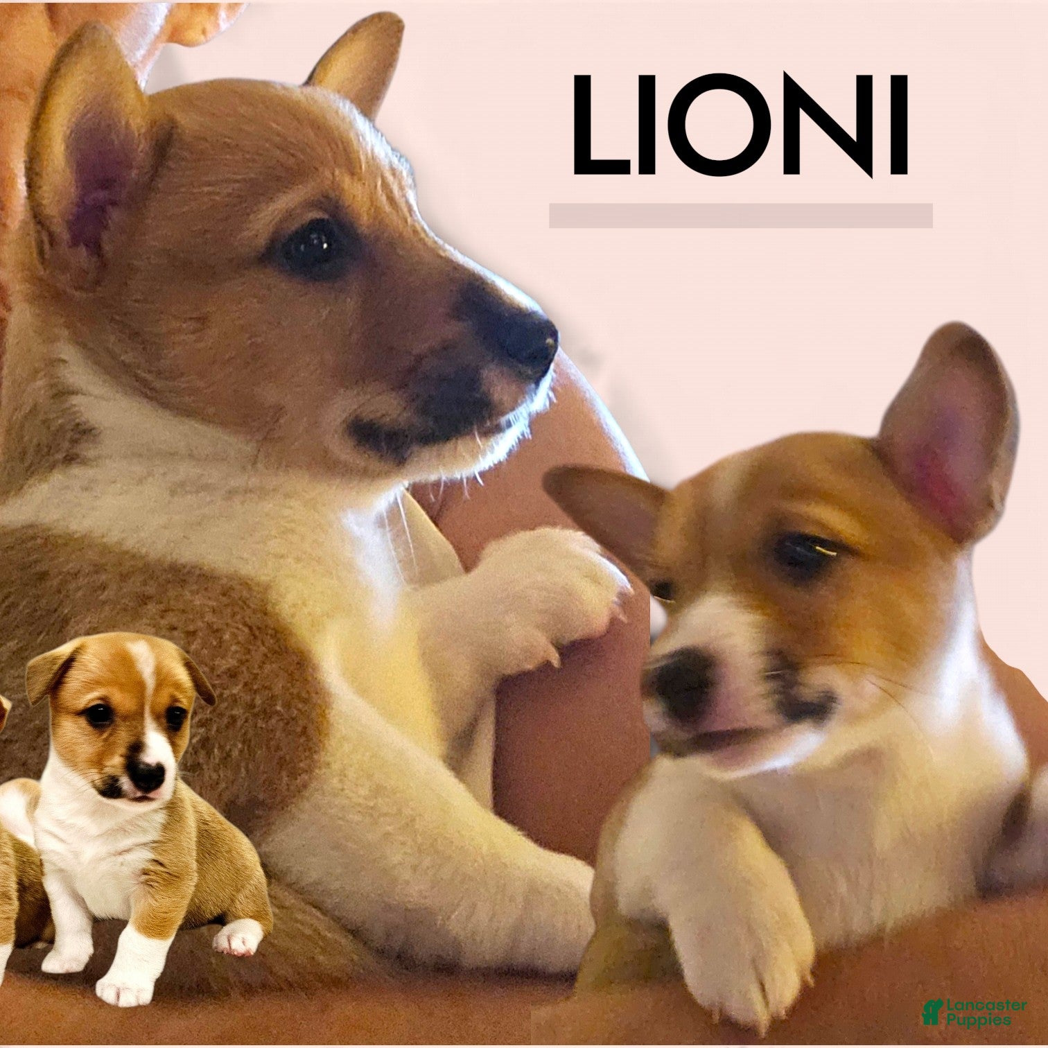 Mixed Breed dogs Leoni - Ad 1