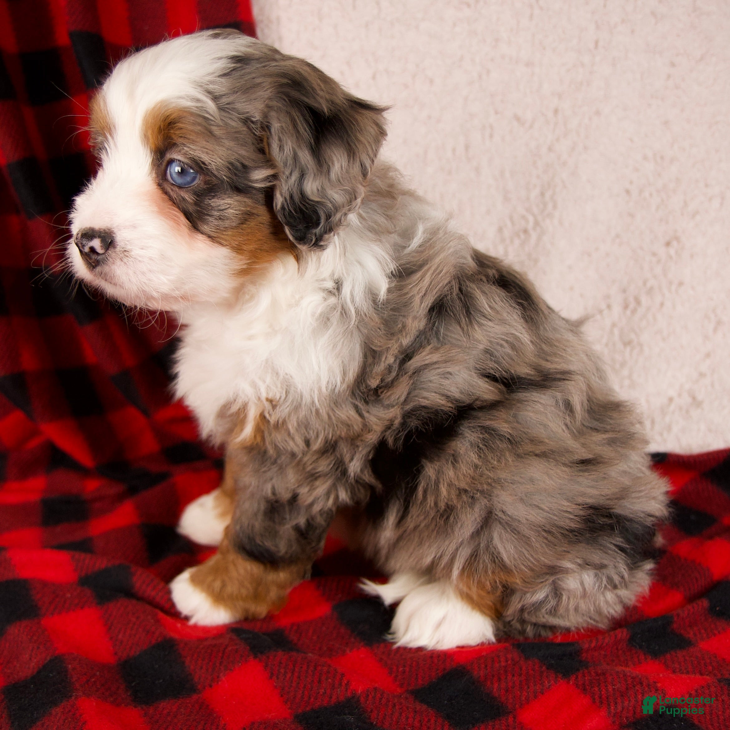 Mini Bernedoodle dogs Holly Girl *Potty Training* - Ad 7