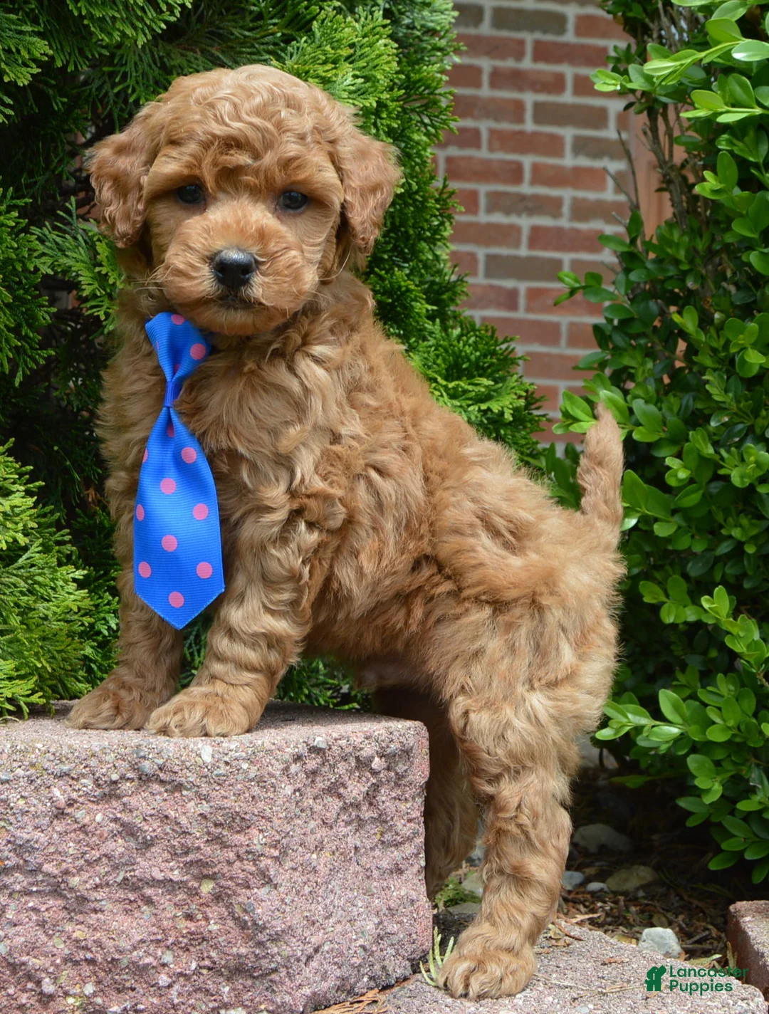 Mini Goldendoodle dogs for sale: Mini George - Ad 1