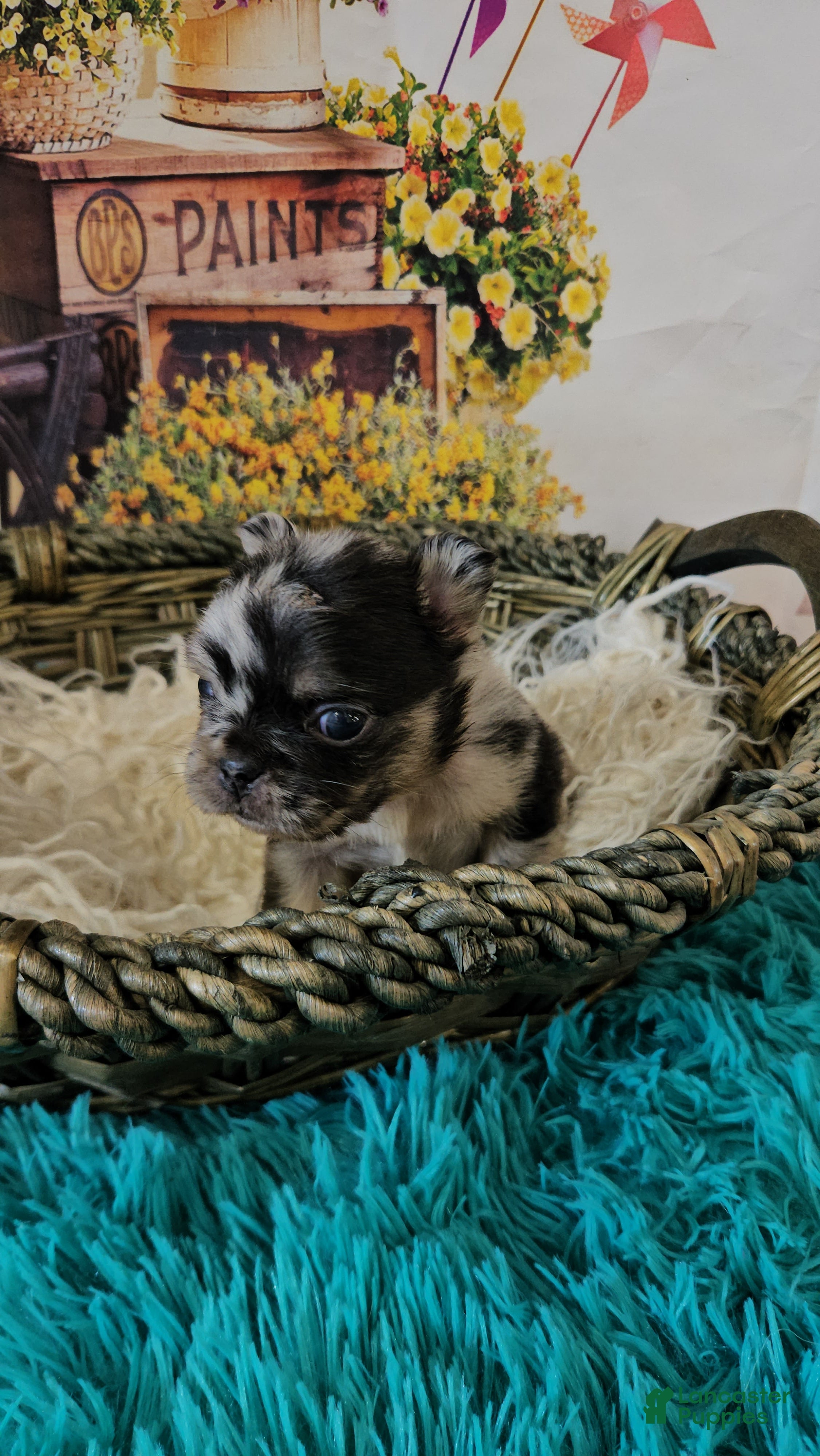 French Bulldog dogs French Bulldog Puppy 6 - Ad 1