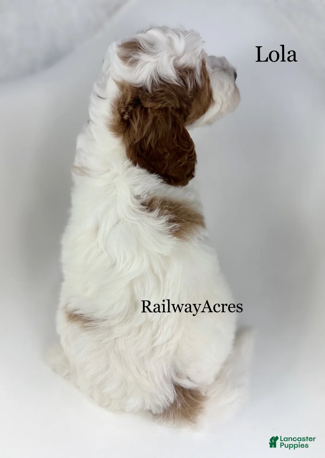 Mini Goldendoodle dogs for sale: Lola - Ad 2