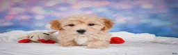 Maltipoo dogs for sale: Ginger - Ad 5