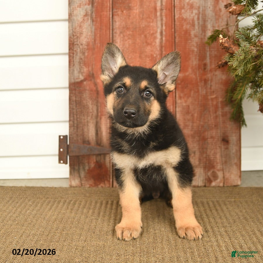 German Shepherd dogs Base  - Ad 2