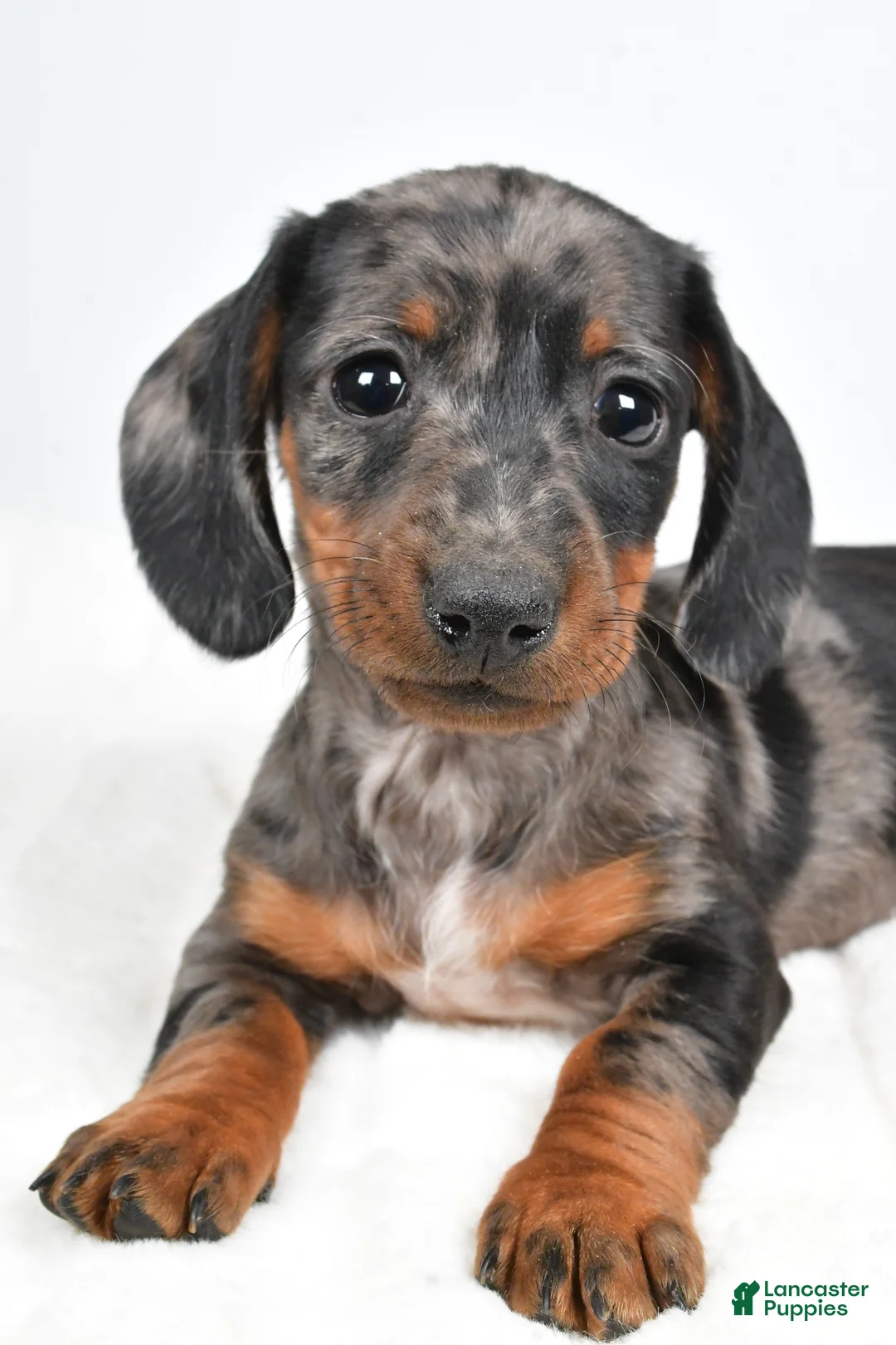 Dachshund dogs for sale: Charlie - Ad 6