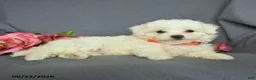 Bichon Frise dogs for sale: Lily - Ad 4