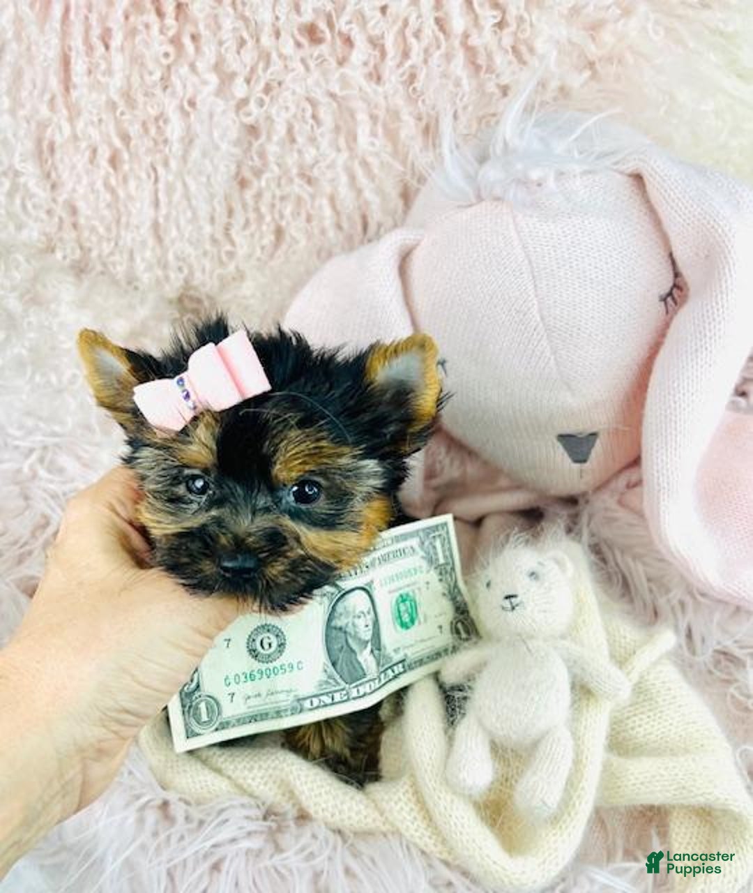 Yorkshire Terrier dogs for sale: Yorkshire Terrier Puppy 1 - Ad 3