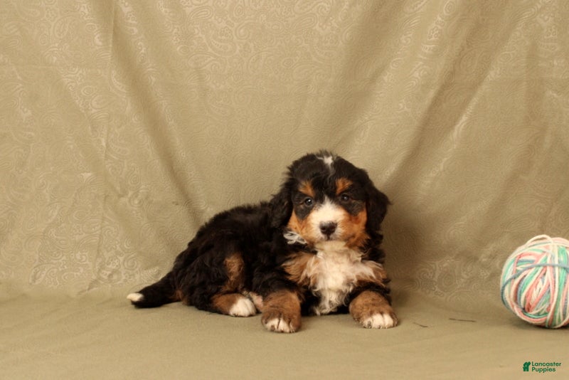 Mini Bernedoodle dogs for sale: Bones - Ad 3