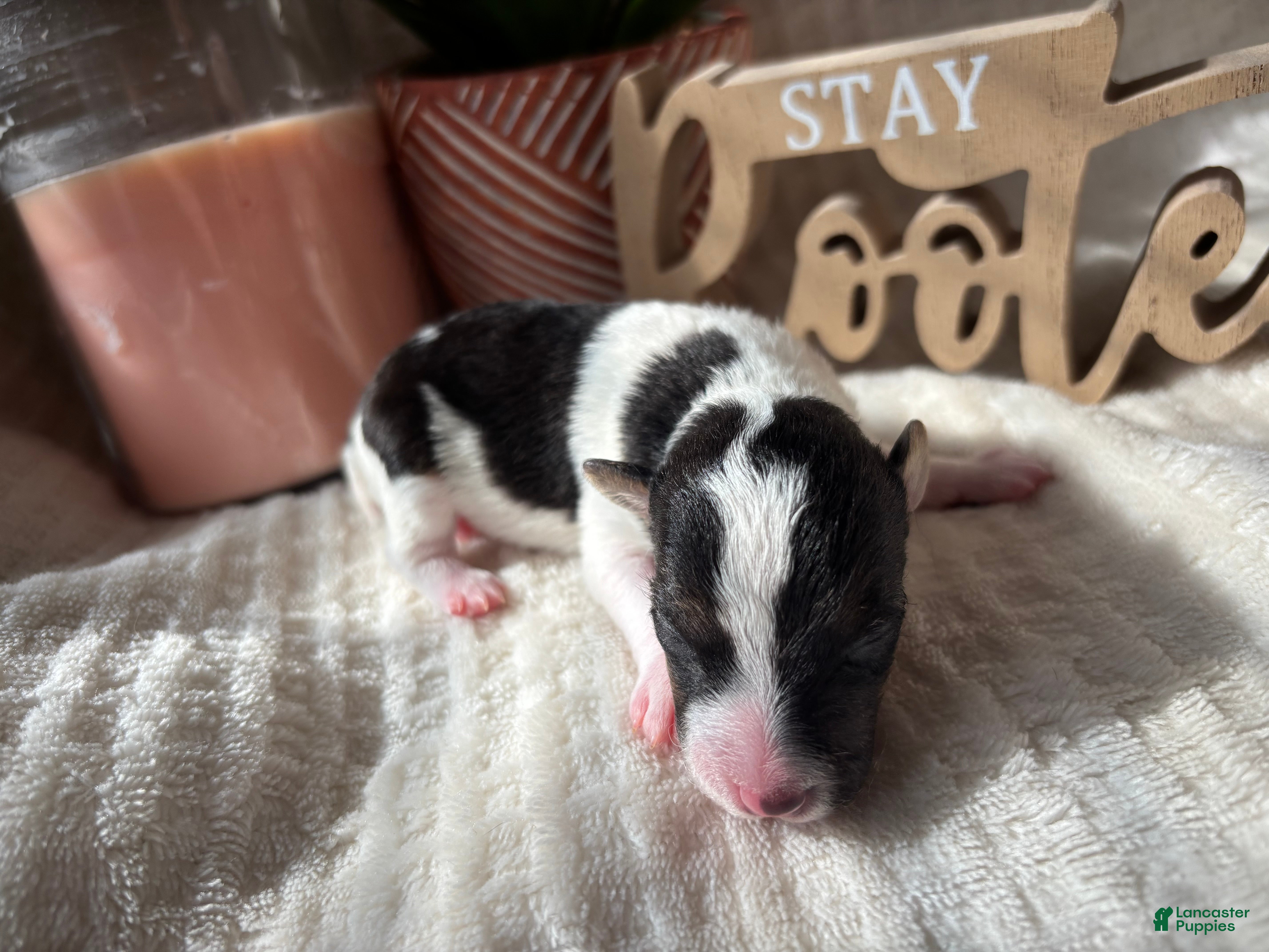 Wire Fox Terrier dogs for sale: Wire Fox Terrier 2 - Ad 2