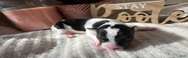 Wire Fox Terrier 2