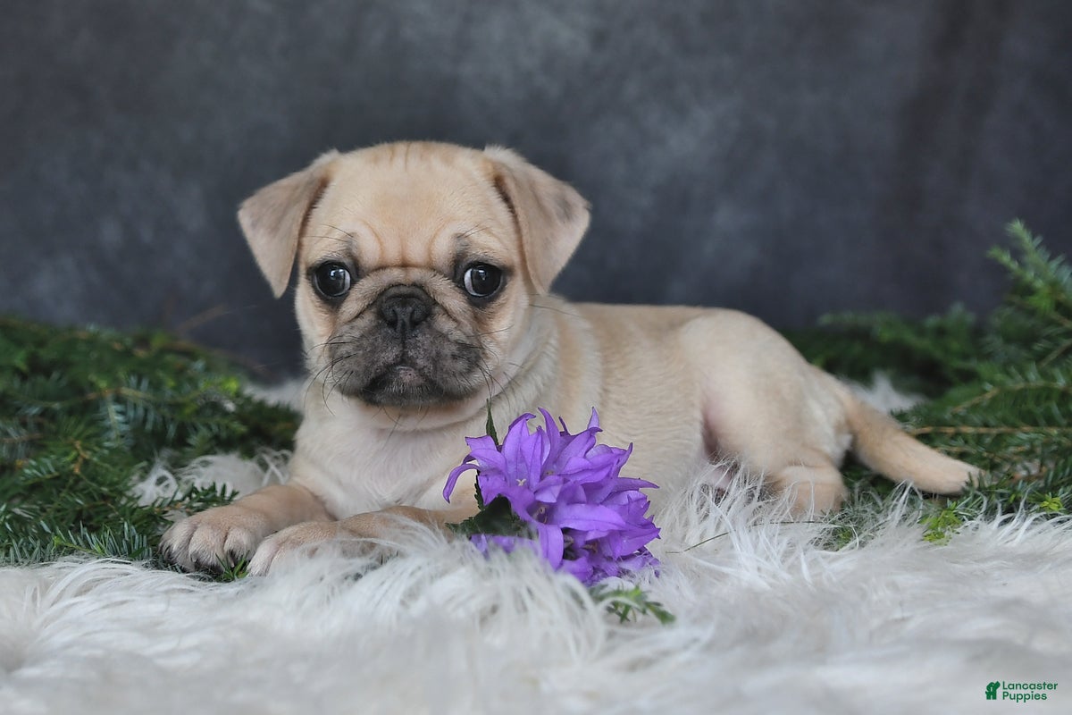 Pug dogs Jenny - Ad 1