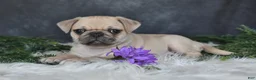 Pug dogs for sale: Jenny - Ad 1