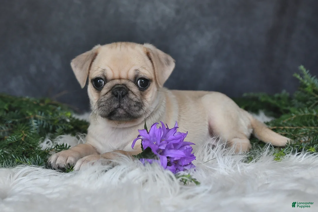 Pug dogs for sale: Jenny - Ad 1