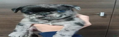 Pug 3