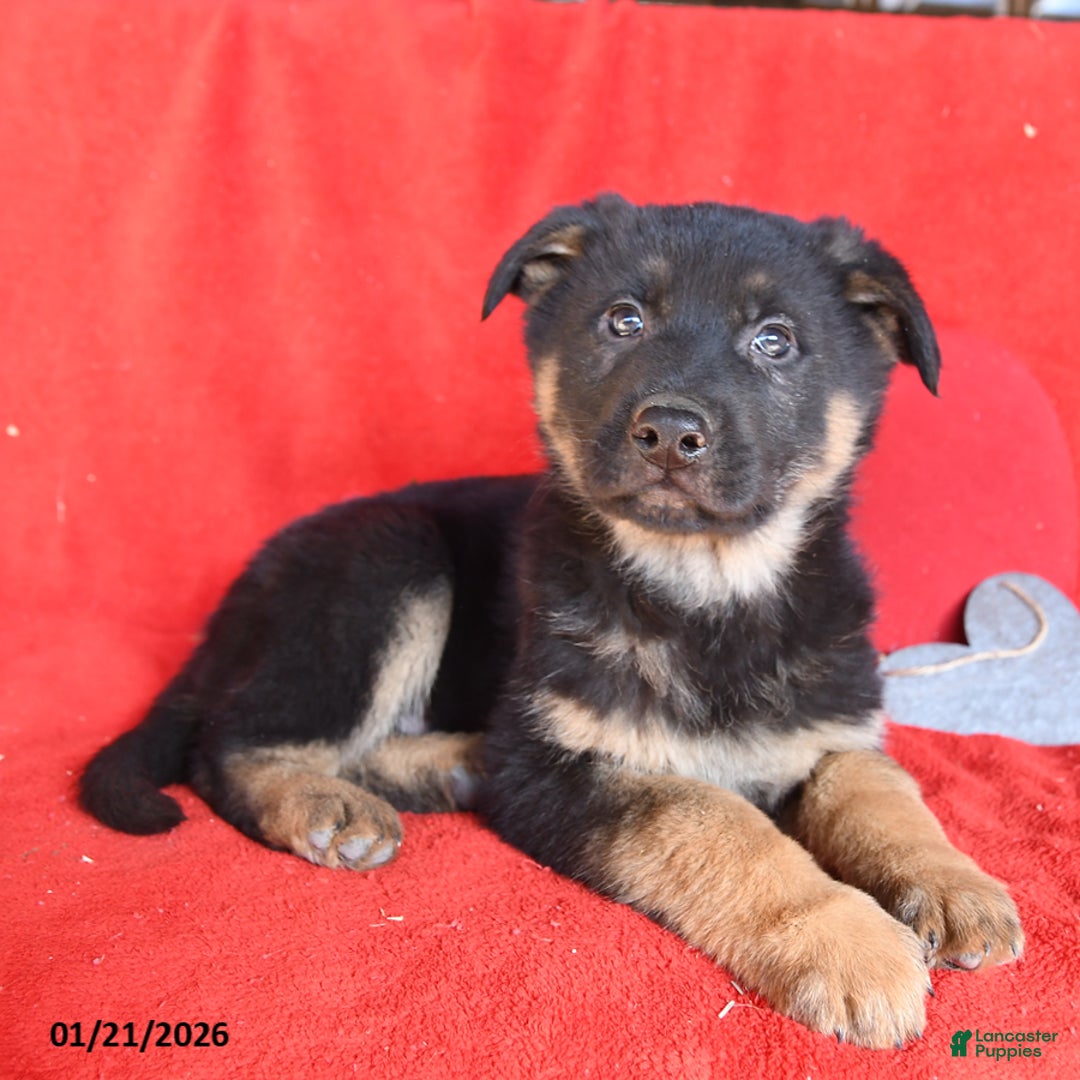 German Shepherd dogs for sale: Joe - Ad 2