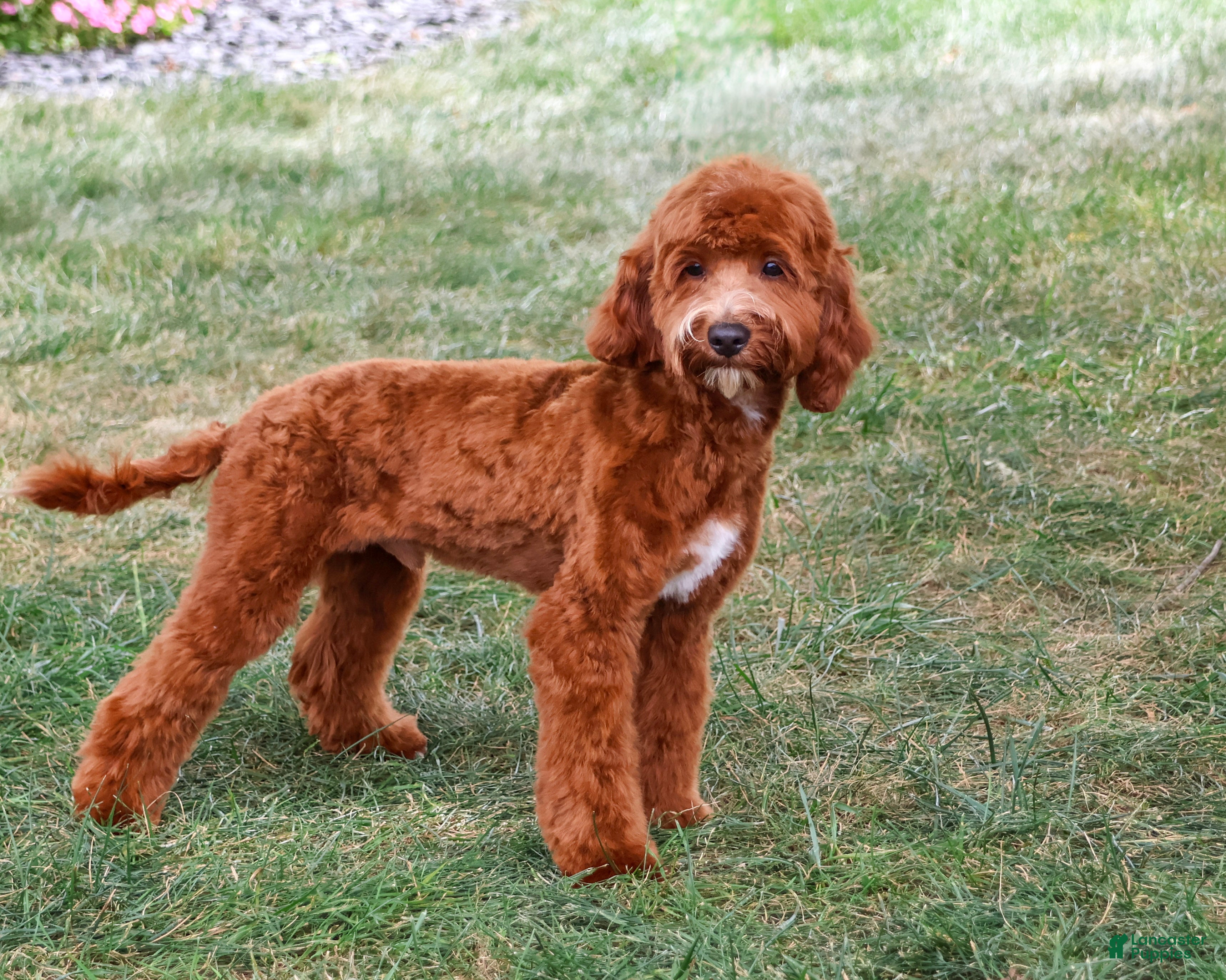 Cavapoo dogs Illius - Ad 2