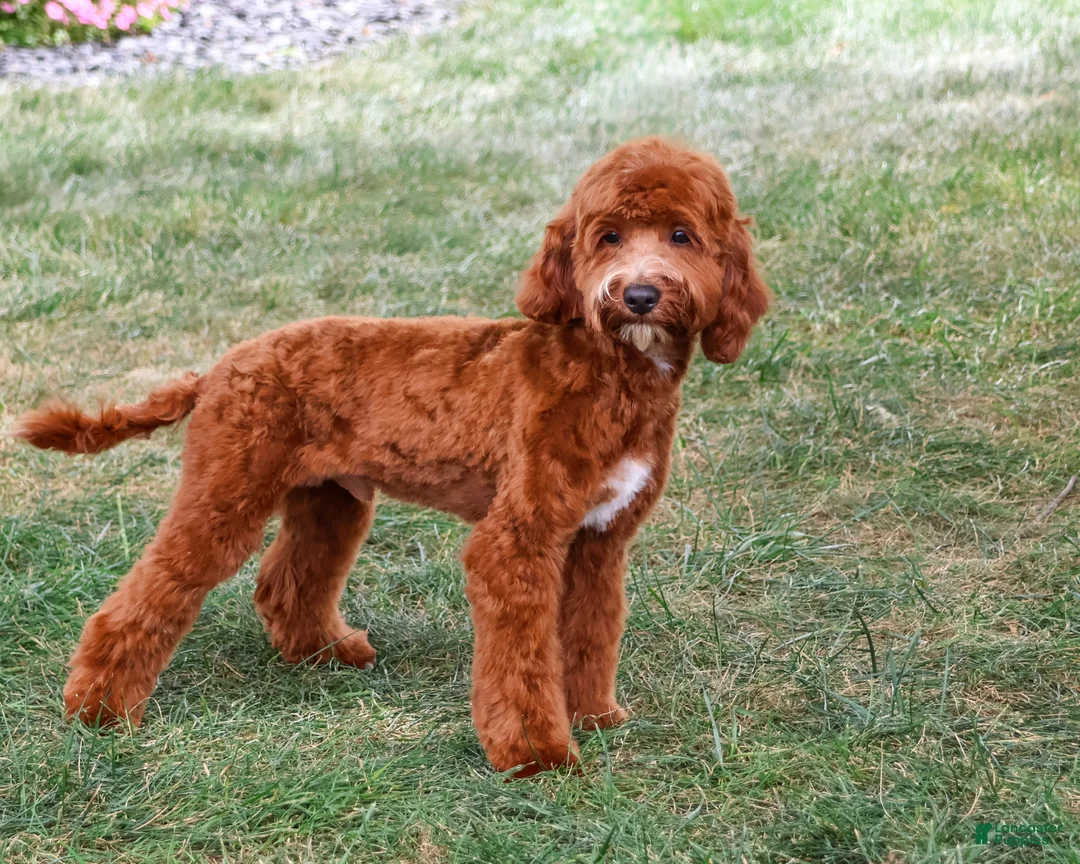 Cavapoo dogs for sale: Illius - Ad 2