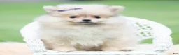 Pomeranian dogs for sale: Josephine - Ad 8