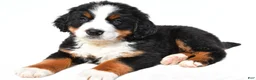 Bernese Mountain Dog dogs for sale: Buddy - Ad 9