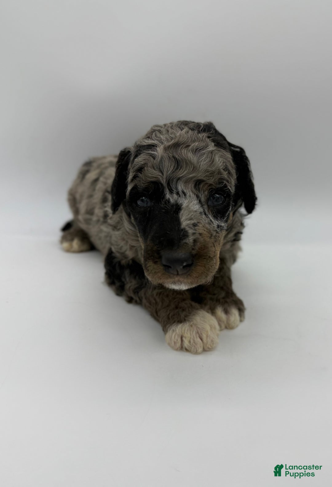 Standard Poodle dogs for sale: Birch - Ad 6