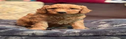 Mini Goldendoodle dogs for sale: Mini Goldendoodle 1 black collar - Ad 3