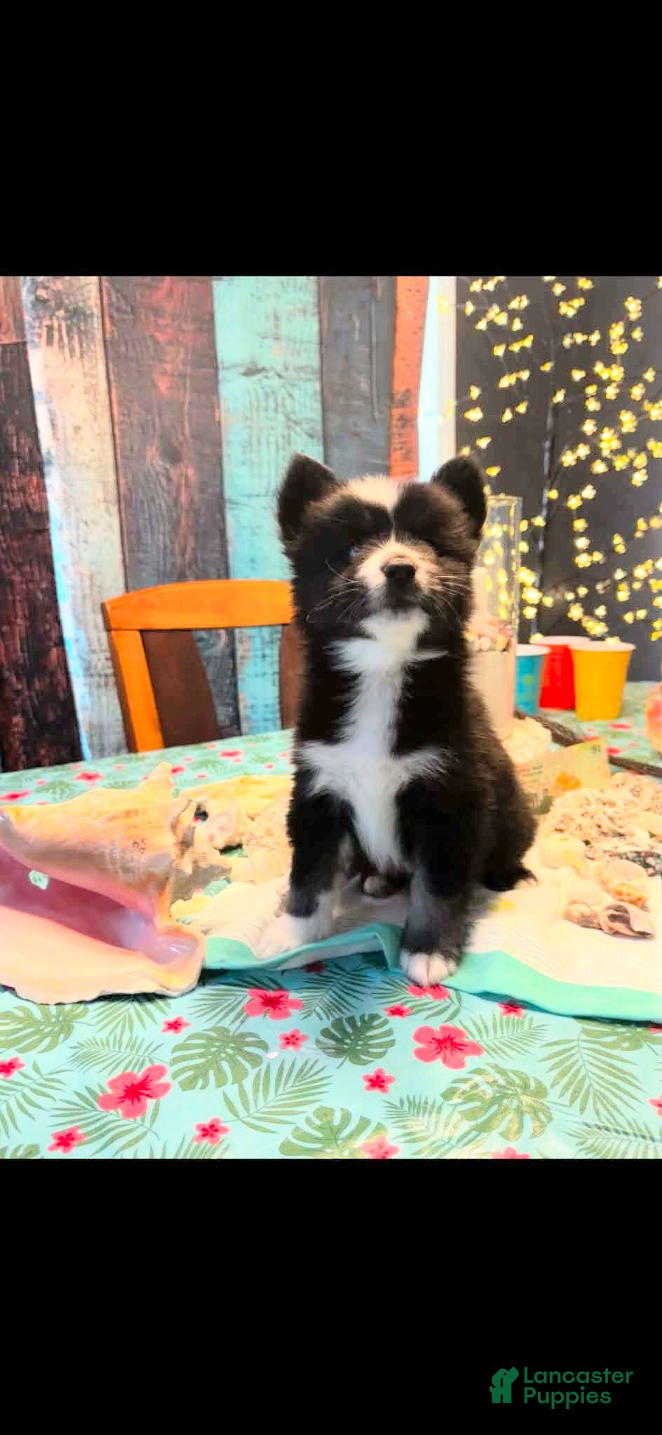 Pomsky dogs Kane - Ad 39