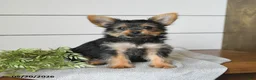 Yorkshire Terrier dogs for sale: Felix - Ad 1