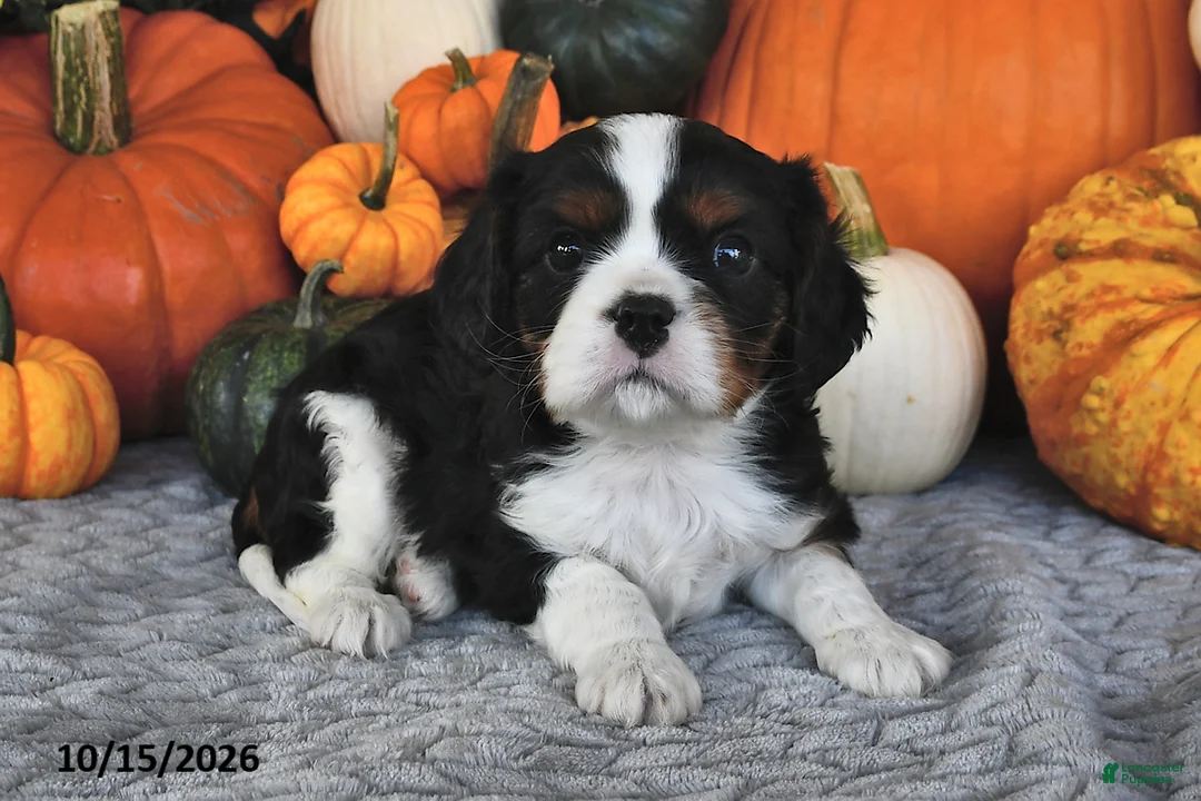 Cavalier King Charles Spaniel dogs for sale: Cowan  - Ad 1
