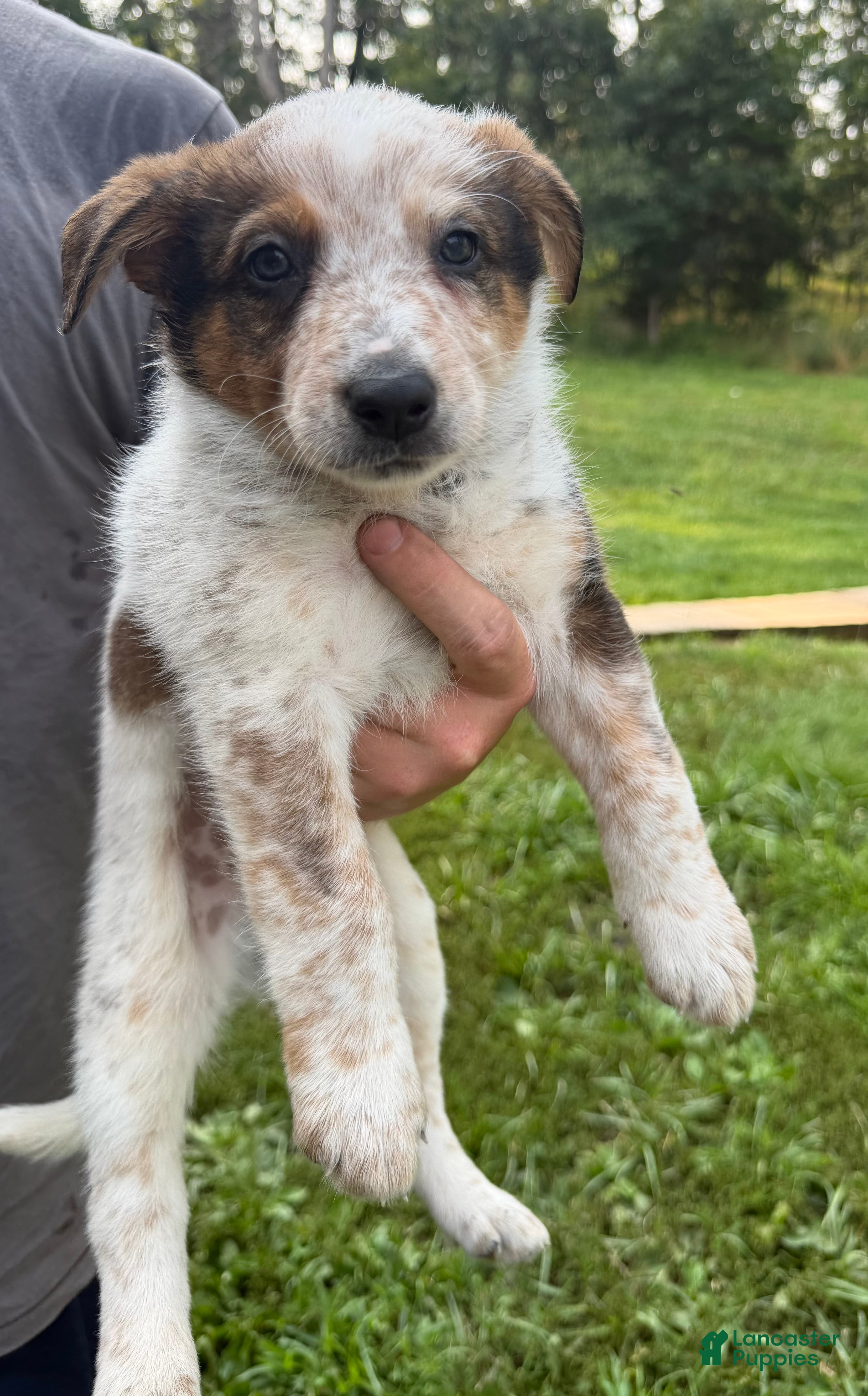 Australian Cattle Dog dogs Duke - Ad 42