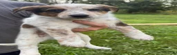 Australian Cattle Dog dogs for sale: Duke - Ad 1