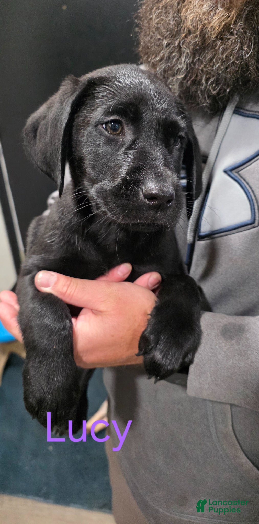 Labrador Retriever dogs Lucy - Ad 39