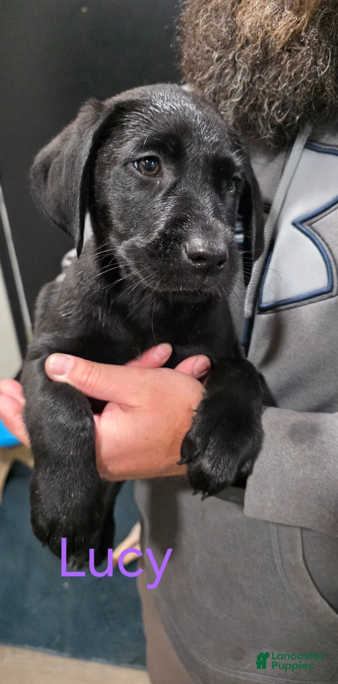 Labrador Retriever dogs for sale: Lucy - Ad 1