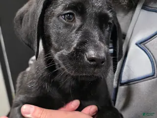 Labrador Retriever dogs Lucy - Ad 39