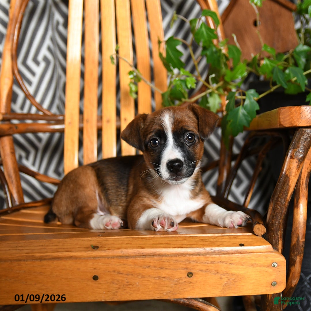 Mixed Breed dogs for sale: Emily - Ad 3