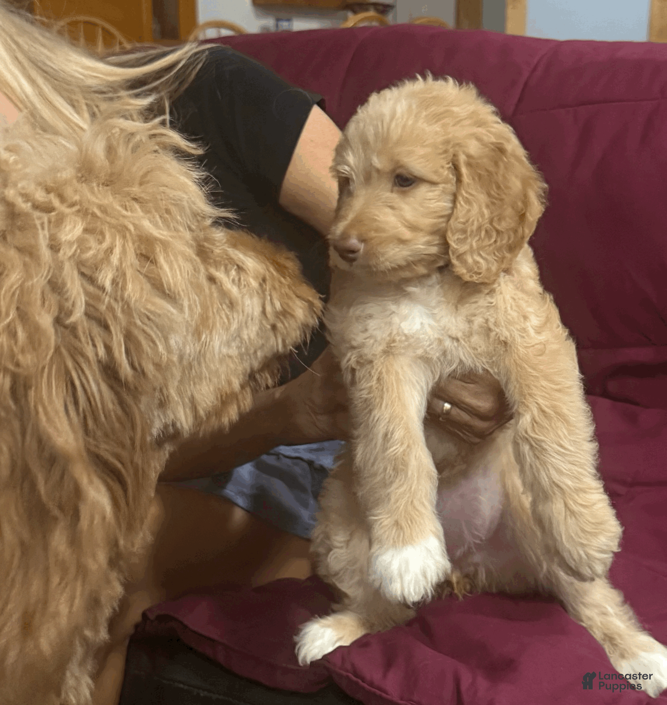 Goldendoodle dogs Orange - Ad 1