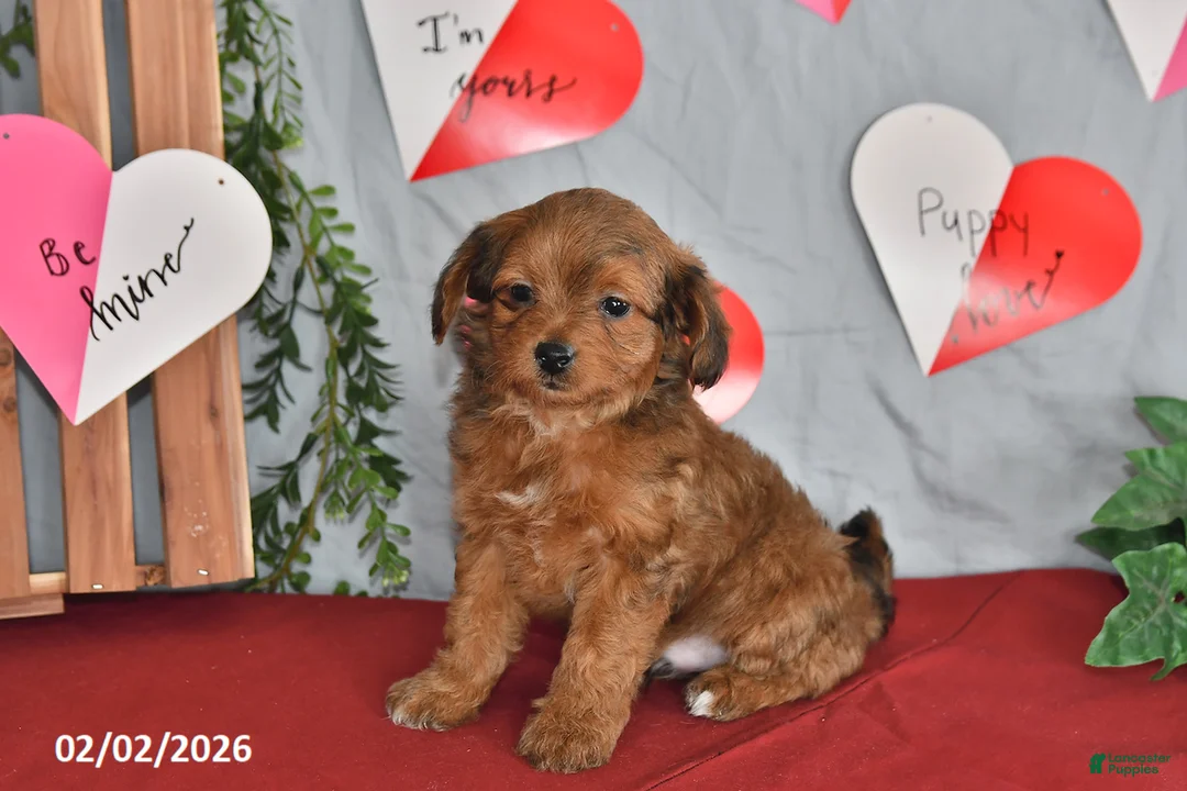 Mixed Breed dogs for sale: Fritz - Ad 2