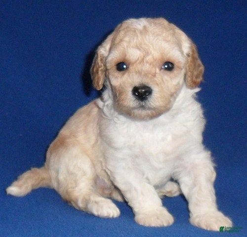 Shihpoo dogs Yogi - Ad 21