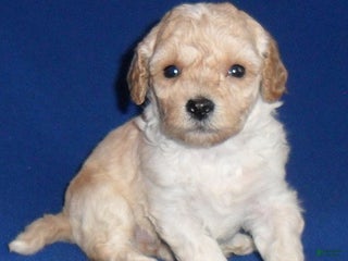 Shihpoo dogs Yogi - Ad 21