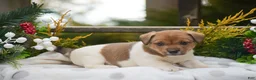 Jack Russell Terrier dogs for sale: Pebbles - Ad 2