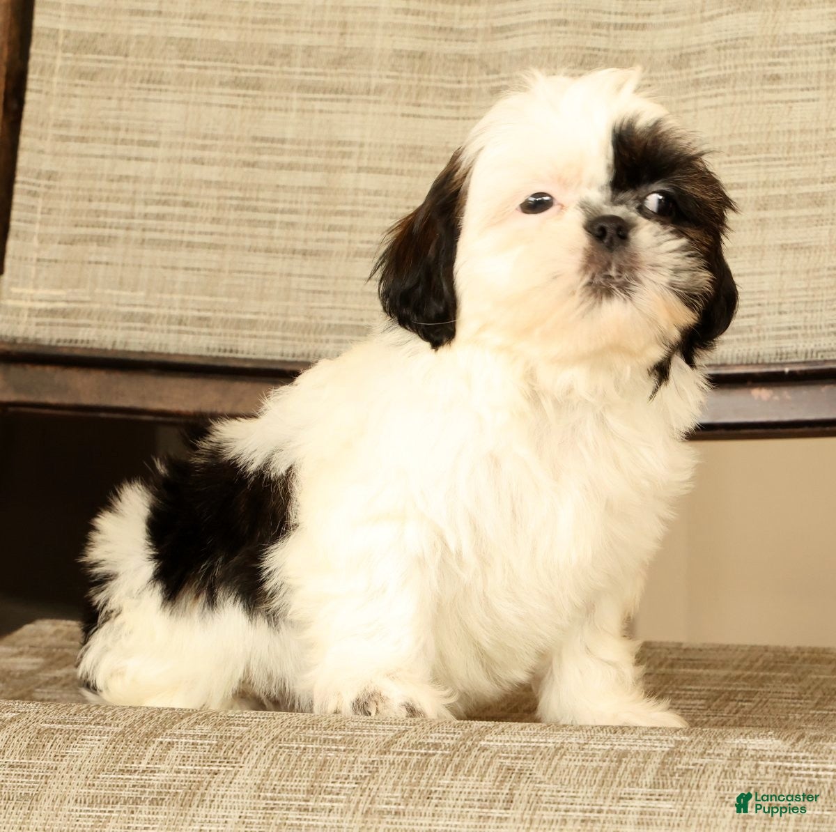 Malshi dogs for sale: Mila - Ad 7