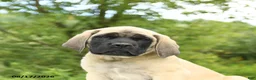 English Mastiff dogs for sale: Merlin - Ad 3