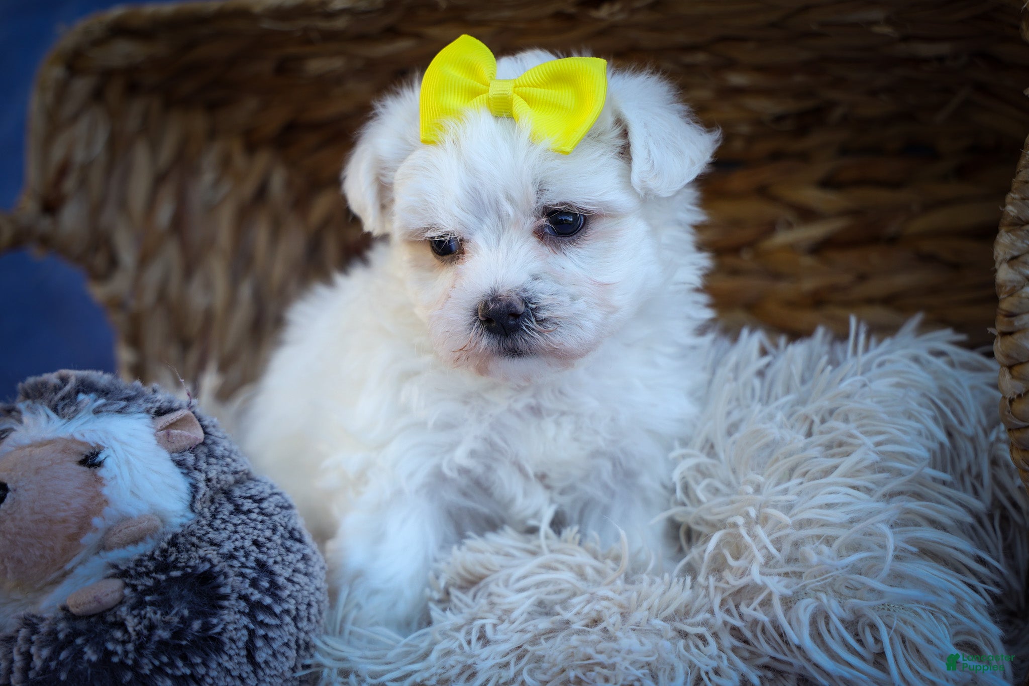 Maltese dogs Miley💜 - Ad 1