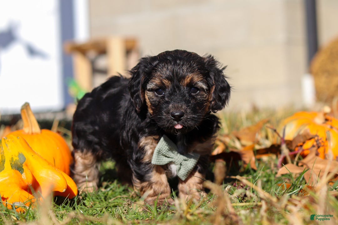 Yorkiepoo dogs for sale: Enzo - Ad 4
