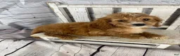 Cockapoo dogs for sale: Lottie - Ad 4