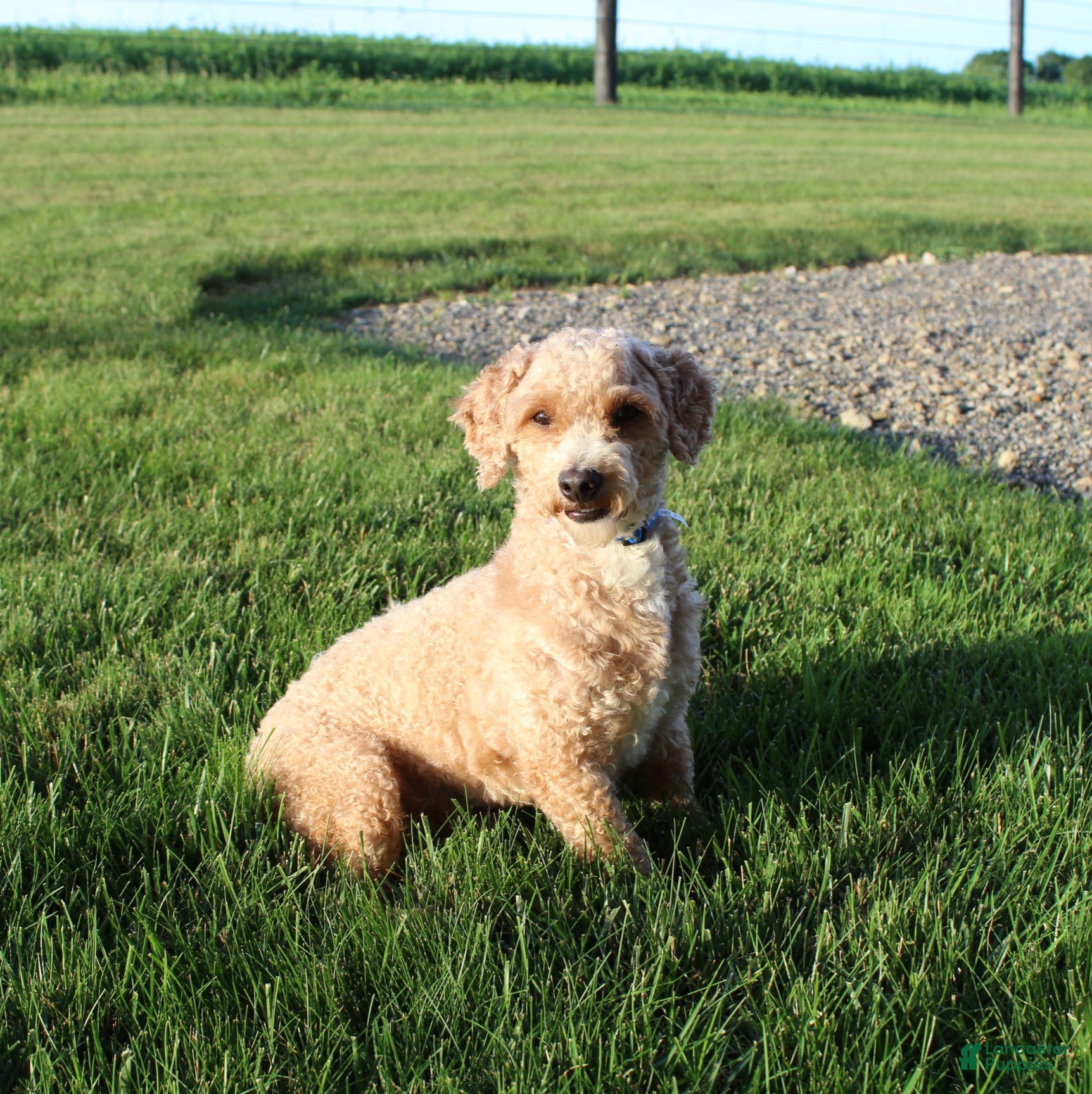 Miniature Poodle dogs Bella - Ad 2
