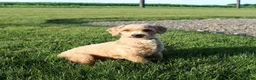 Miniature Poodle dogs for sale: Bella - Ad 14