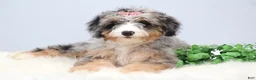 Mini Bernedoodle dogs for sale: Fern  - Ad 4