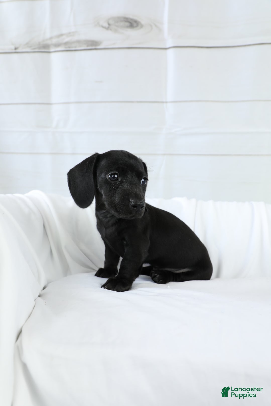 Miniature Dachshund dogs for sale: Belle - Ad 1