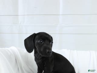 Miniature Dachshund dogs for sale: Belle - Ad 4